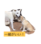 犬のさくらちゃん（子育て編）（個別スタンプ：5）