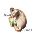 犬のさくらちゃん（子育て編）（個別スタンプ：7）