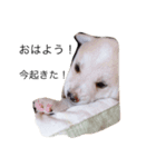 犬のさくらちゃん（子育て編）（個別スタンプ：8）
