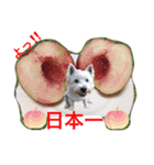 ウエスティ さくももの部屋2（個別スタンプ：8）