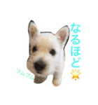 ウエスティ さくももの部屋2（個別スタンプ：22）