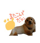 ダックスフンドほくちゃんの日常（個別スタンプ：9）