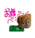 ダックスフンドほくちゃんの日常（個別スタンプ：11）