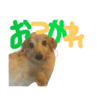 ダックスフンドほくちゃんの日常（個別スタンプ：12）
