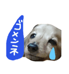 ダックスフンドほくちゃんの日常（個別スタンプ：13）