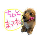 ダックスフンドほくちゃんの日常（個別スタンプ：14）