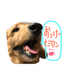 ダックスフンドほくちゃんの日常（個別スタンプ：20）