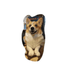 Corgi with life ...priceres！（個別スタンプ：1）