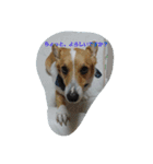 Corgi with life ...priceres！（個別スタンプ：2）
