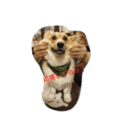 Corgi with life ...priceres！（個別スタンプ：3）