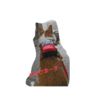 Corgi with life ...priceres！（個別スタンプ：4）