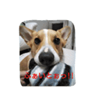 Corgi with life ...priceres！（個別スタンプ：5）