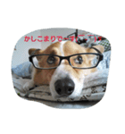 Corgi with life ...priceres！（個別スタンプ：6）
