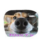 Corgi with life ...priceres！（個別スタンプ：7）