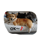 Corgi with life ...priceres！（個別スタンプ：8）