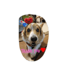 Corgi with life ...priceres！（個別スタンプ：9）