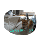 Corgi with life ...priceres！（個別スタンプ：10）