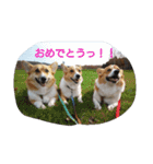 Corgi with life ...priceres！（個別スタンプ：12）