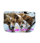 Corgi with life ...priceres！（個別スタンプ：13）