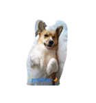 Corgi with life ...priceres！（個別スタンプ：14）