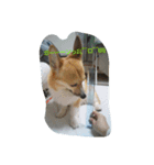 Corgi with life ...priceres！（個別スタンプ：15）