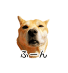 愛犬 シグマ（個別スタンプ：3）