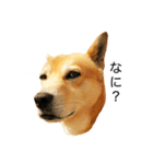 愛犬 シグマ（個別スタンプ：4）