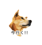 愛犬 シグマ（個別スタンプ：5）