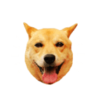 愛犬 シグマ（個別スタンプ：6）