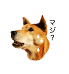 愛犬 シグマ（個別スタンプ：7）