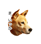 愛犬 シグマ（個別スタンプ：29）