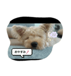 gabugabu-day（個別スタンプ：3）