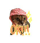 シャロの日常（個別スタンプ：6）
