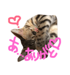シャロの日常（個別スタンプ：7）