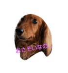 ぽてぽてスタンプ（個別スタンプ：2）