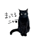 黒猫のシンプルスタンプ（個別スタンプ：1）