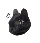 黒猫のシンプルスタンプ（個別スタンプ：2）