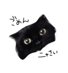 黒猫のシンプルスタンプ（個別スタンプ：4）