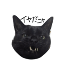 黒猫のシンプルスタンプ（個別スタンプ：8）