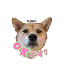 実家の愛犬もも（個別スタンプ：1）