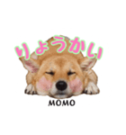 実家の愛犬もも（個別スタンプ：2）