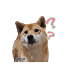 実家の愛犬もも（個別スタンプ：3）