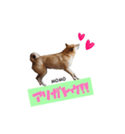 実家の愛犬もも（個別スタンプ：4）