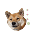 実家の愛犬もも（個別スタンプ：5）