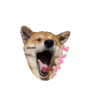 実家の愛犬もも（個別スタンプ：7）