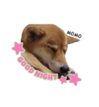 実家の愛犬もも（個別スタンプ：8）
