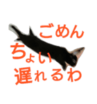 ひじき君の日常（個別スタンプ：6）