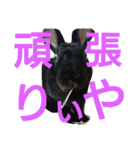 ひじき君の日常（個別スタンプ：12）