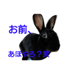 ひじき君の日常（個別スタンプ：15）