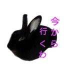 ひじき君の日常（個別スタンプ：17）